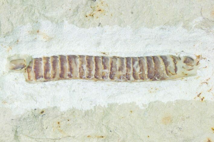 Rare Armored Worm (Lepidocoleus) - Haragan Formation #168856